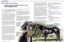 Fast Moon Chic story courtesy of Canadian Barrel Racer E-Magazine