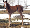 Root Beers Boots filly