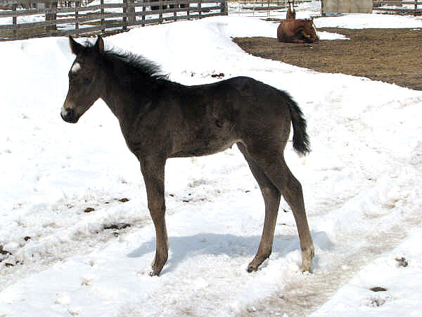 Fast Moon Chic foal - 2008