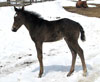 2008 Fast Moon Chic foal