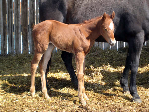 Millionaire Playboy Filly