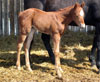 Millionaire Playboy foal