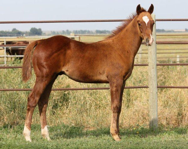 2010 Millionaire Playboy x Kiddin Good Time sorrel colt