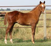 Mil Playboy colt