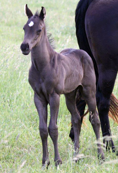 2010 Fast Moon Chic x Dashin Maam black colt