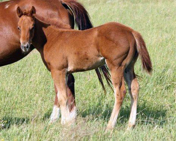 2010 Crimson Jess & Chicky Kilo Doc filly - Sandy Ridge Stallion Station