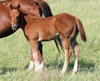 Crimson Jess/Chicky Kil Doc filly