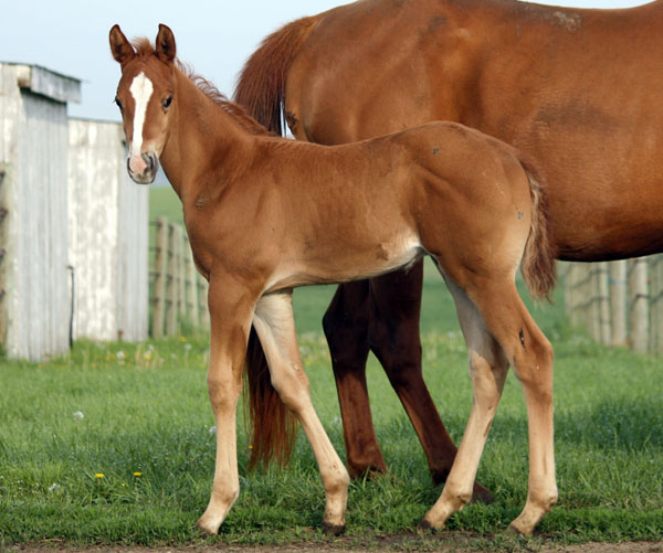 2010 Hezgottabefamous x Manets Six Moons sorrel colt