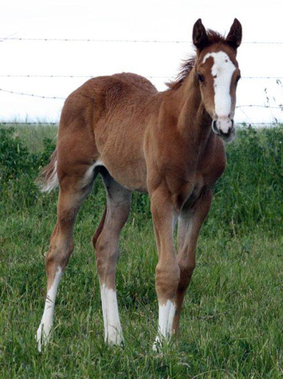 Crimson Jess & KR Check Me Out colt for sale