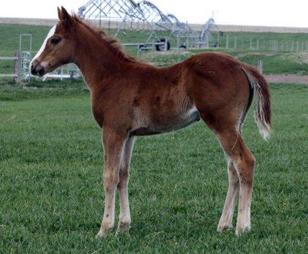 2010 Crimson Jess x Specialdashdelivery sorrel filly