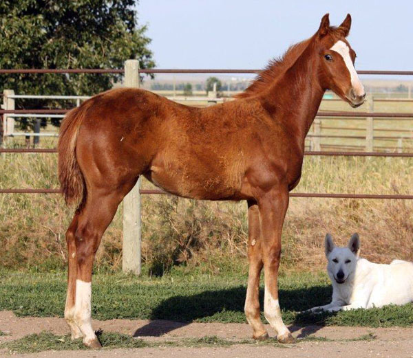 2010 Latest Version x KR Mia La Jolla sorrel filly