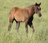 Millionaire Playboy colt