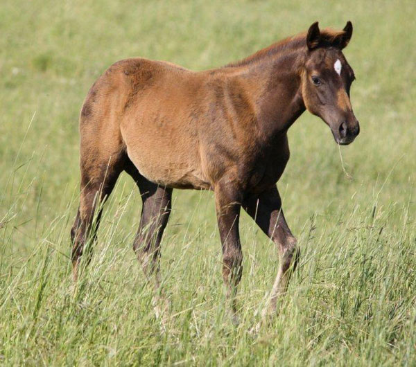 2010 Millionaire Playboy x Zans Diamond Ladybug chestnut colt