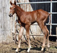 Boots-Cheatin For Cash foal