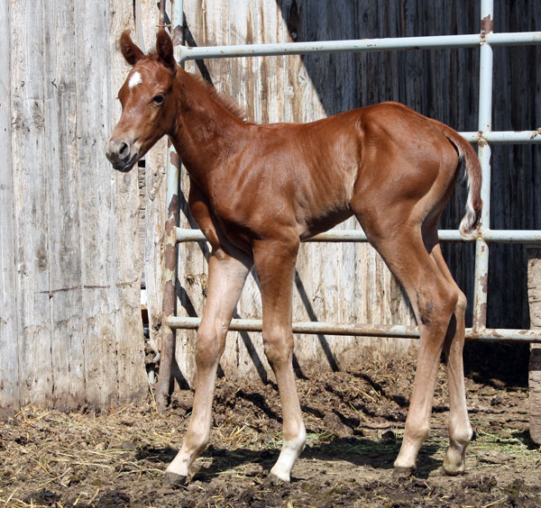 Boots-Cheatin For Cash foal