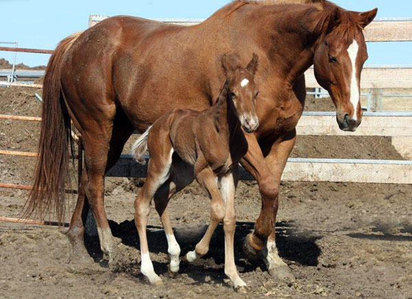 KR Especially Sixy/Turn N Fire 2011 colt  