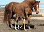 2011 Sandy Ridge colt