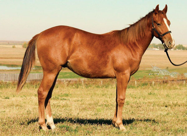 Extreme Makeover x Hezgottabefamous yearling gelding for sale - SUPER STAKES NOMINATED