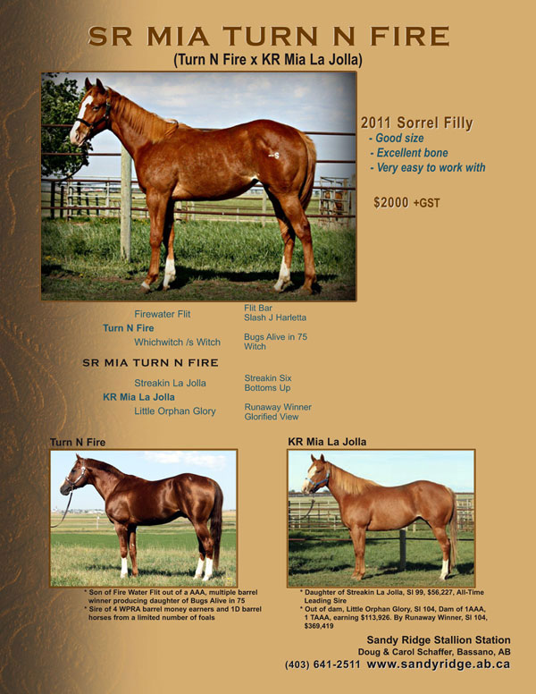 Turn N Fire filly for sale