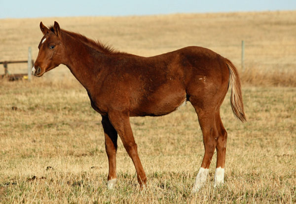 Turn N Fire Yearling