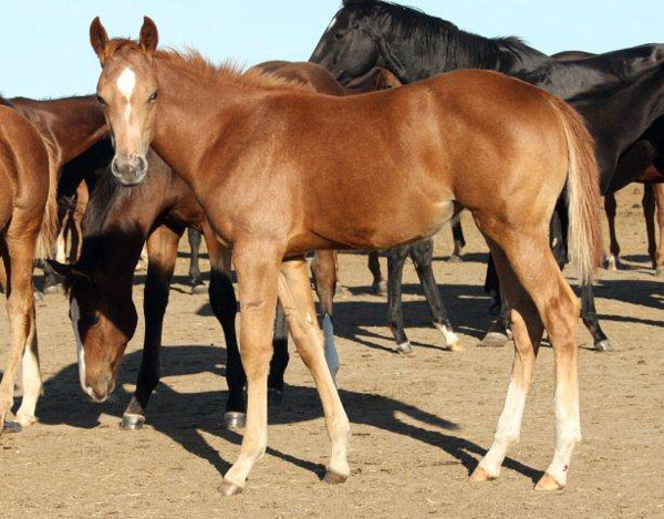 Zans Diamond Ladybug-Turn N Fire foal for sale