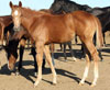 Turn N Fire filly