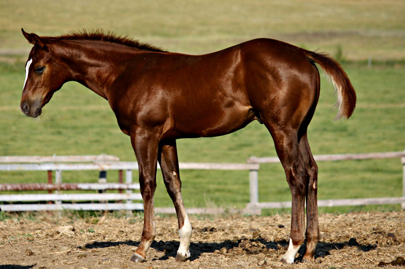 2012 Root Beers Boots x Cheatin For Cash, sold to Garth Ruzuicka, Herbert, SK