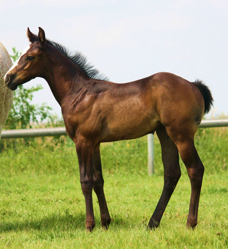 2012 Fast Moon Chic x Brilliant Blue, sold to Jodi Hart, Edmonton, AB