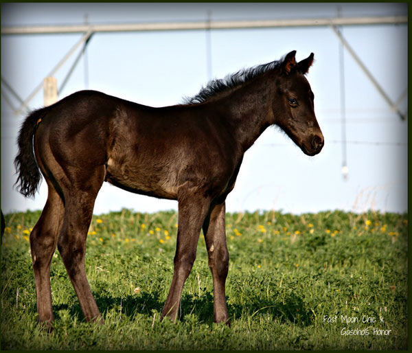 Fast Moon Chic & Gasahols Honor foal