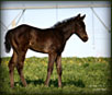 Fast Moon Chic foal