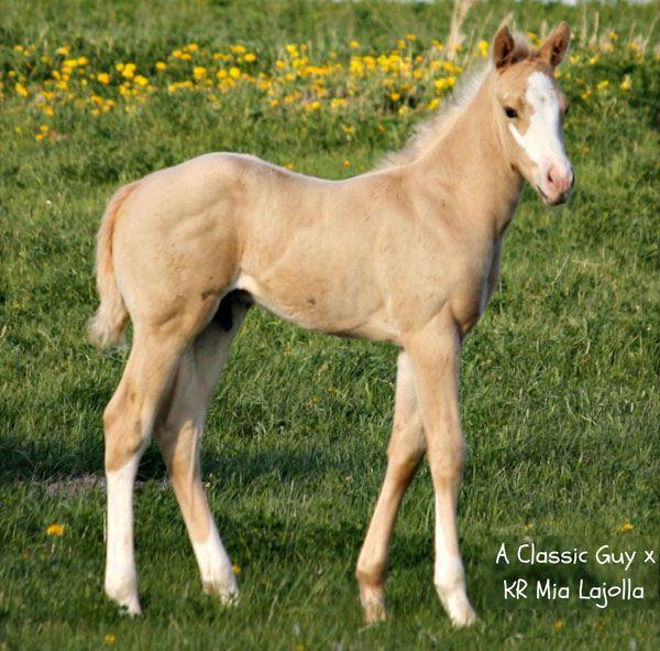 2012 A Classic Guy x KR Mia LaJolla's palomino colt!!