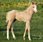 A Classic Guy foal