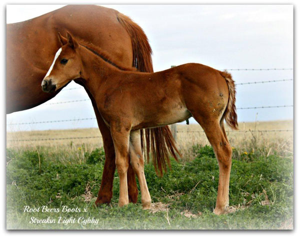 2012 Root Beers Boots x Streakin Light Cybby colt