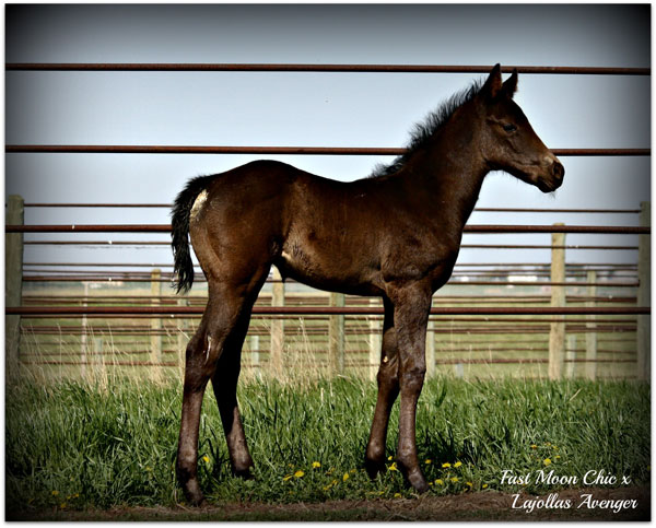 2012 Fast Moon Chic x LaJollas Avenger filly