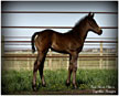 Fast Moon Chic foal