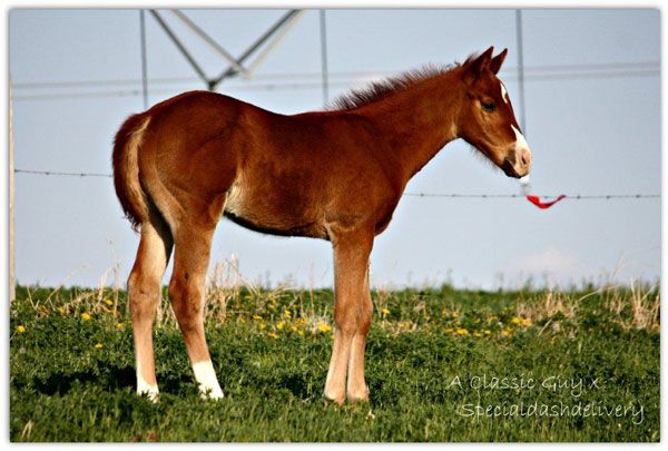 2012 A Classic Guy x Specialdashdelivery colt