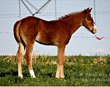 A Classic Guy foal