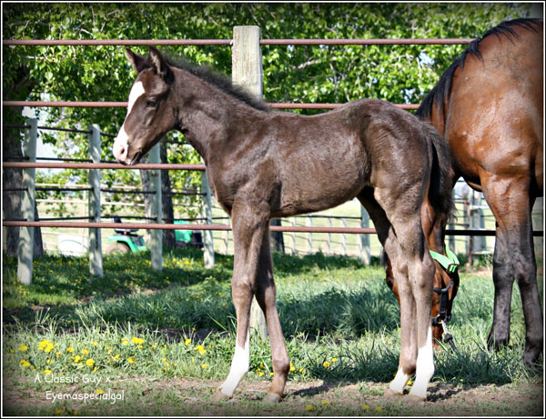 A Classic Guy & Eymaspecialgal foal