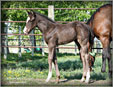 A Classic Guy foal