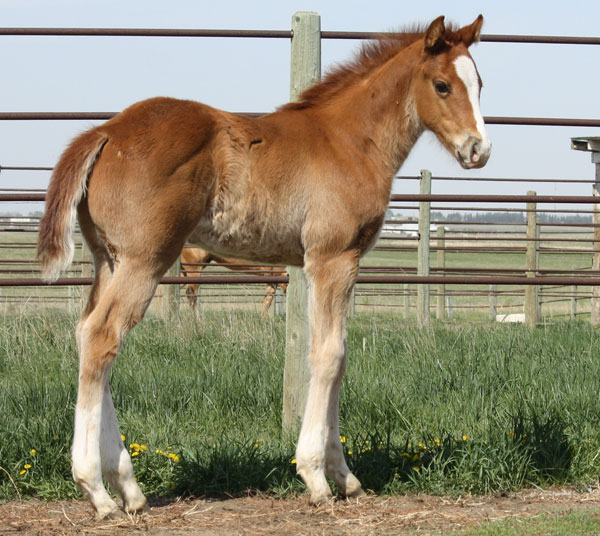 Prime Time Chivato foal - Sandy Ridge Stallion Station  