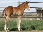 Prime Time Foal