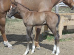 Prime Time foal