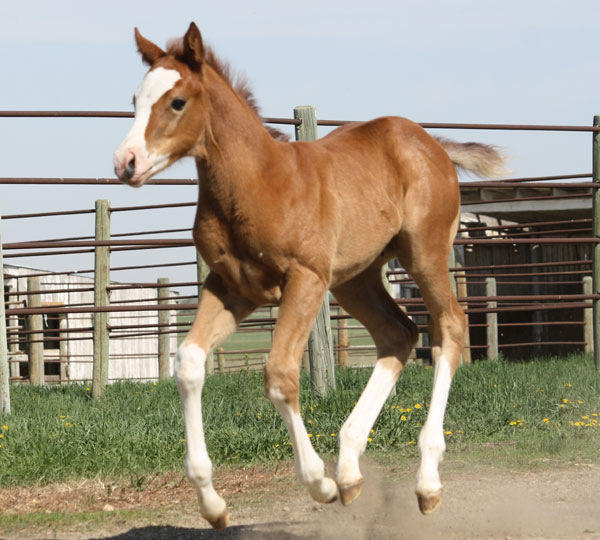 2012 Prime Time Chivato foal - Sandy Ridge Stallion Station 