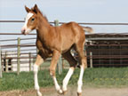 Prime Time foal