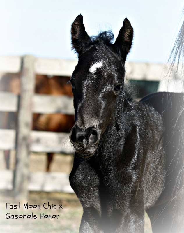 Fast Moon Chic x Honors Gasohol filly