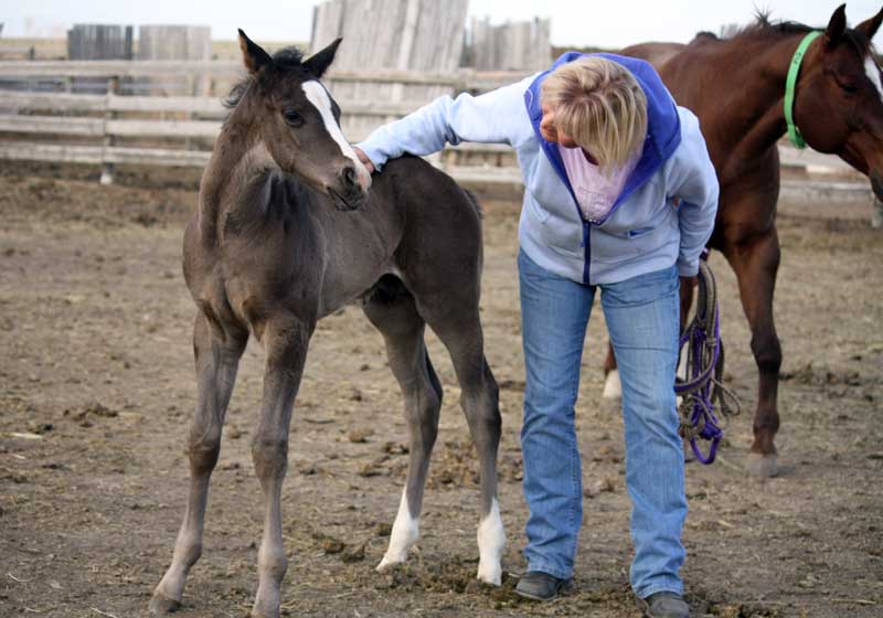 Fast Moon Chic colt out of Hot Increase by Profit Increase