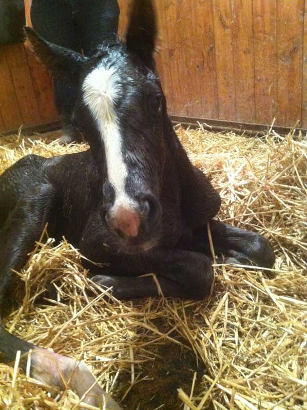 Fast Moon Chic colt out of Hot Increase by Profit Increase - just born