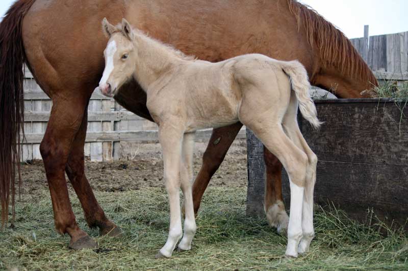 palomino colt by A Classic Guy x KR Check Me Out