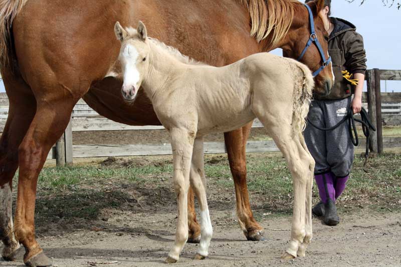 Palomino colt by A Classic Guy x KR Mia La Jolla