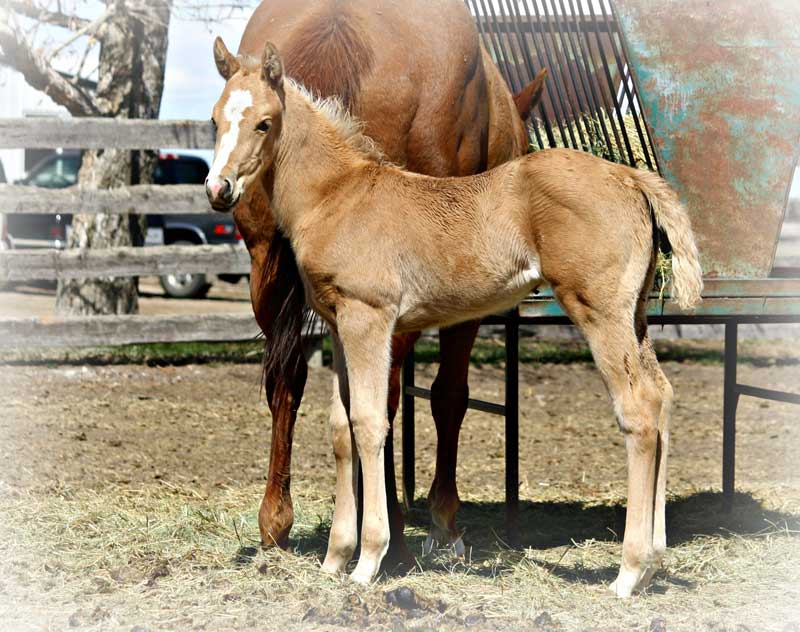 2013 A Classic Guy filly out of Moons Doc Frost, daughter of Fast Moon Chic